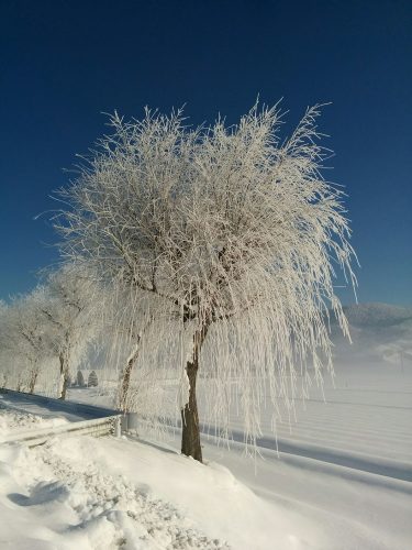 撮影者：竹田